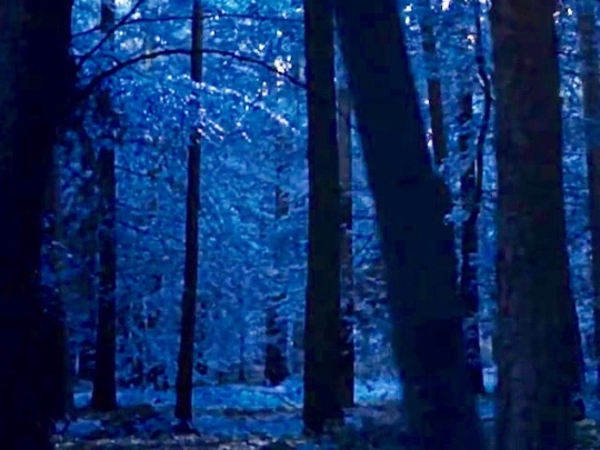 bashert-irene-klepfisz