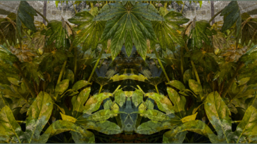 out-of-nature-gabi-von-seltmann